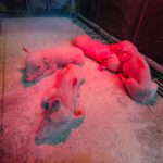 Schweineproduktion